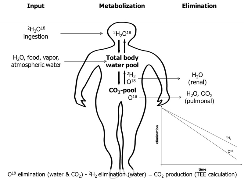 Non-Exercise Activity Thermogenesis in Human Energy Homeostasis
