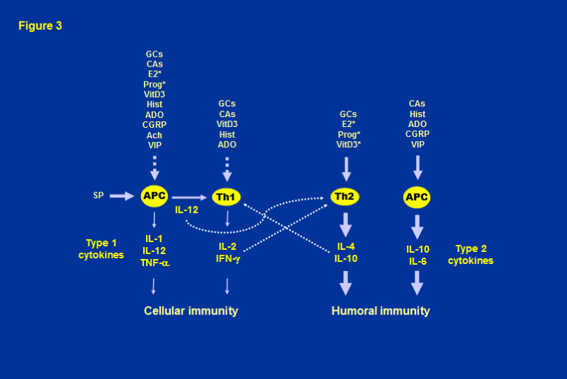 Figure 3. Effects of different hormones, neurotransmitters or neuropeptides on type 1/pro-inflammatory and type 2/anti-inflammatory cytokine production, the Th1/Th2 balance, and cellularvs.