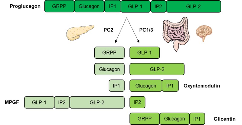 Glucagon hormone response