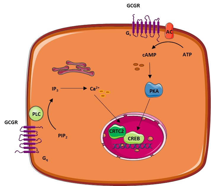 Glucagon hormone synthesis