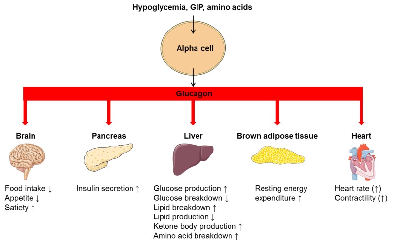 Glucagon hormone therapy