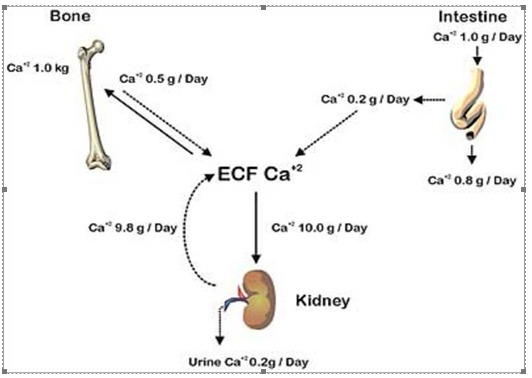 Figure 1. . Calcium balance.