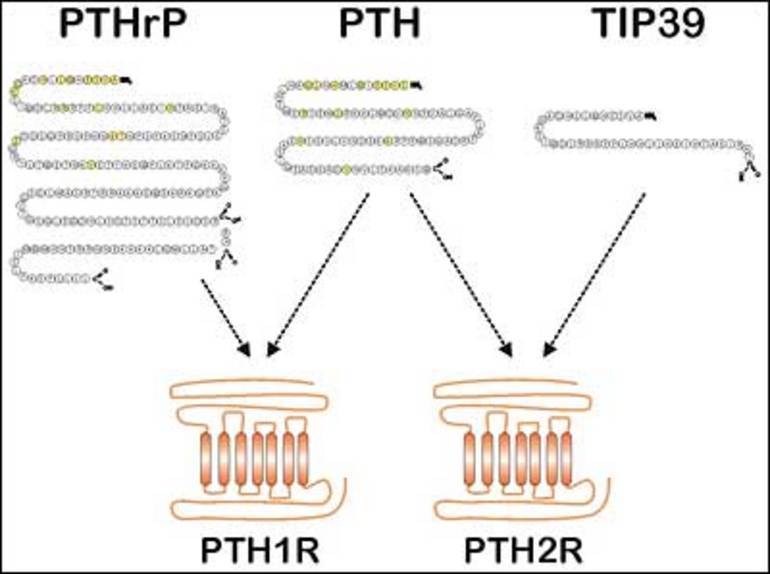 Figure 2. . PTH and PTHR gene families: PTHrP, PTH and TIP39 appear to be products of a single gene family.