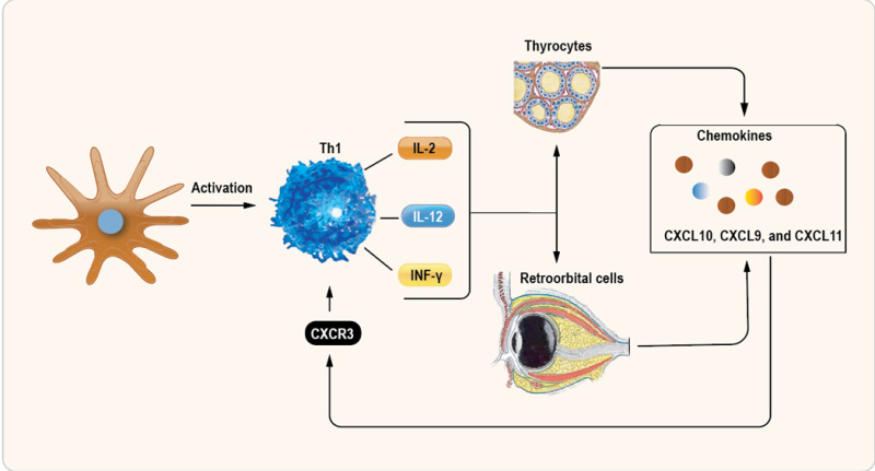 Immune System Effects on the Endocrine System - Endotext - NCBI Bookshelf