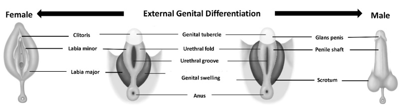 Ambiguous Genitalia in the Newborn - Endotext - NCBI Bookshelf
