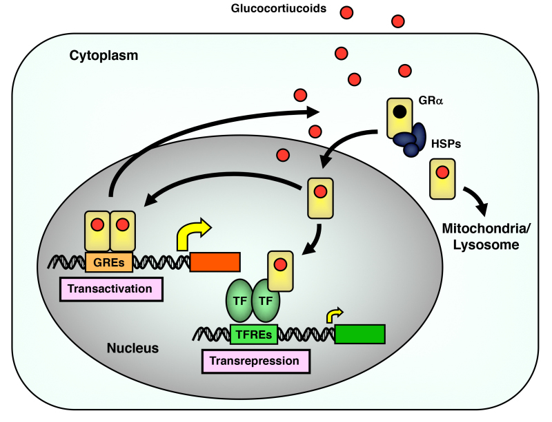 Soms soms tapijt overhemd Glucocorticoid Receptor - Endotext - NCBI Bookshelf