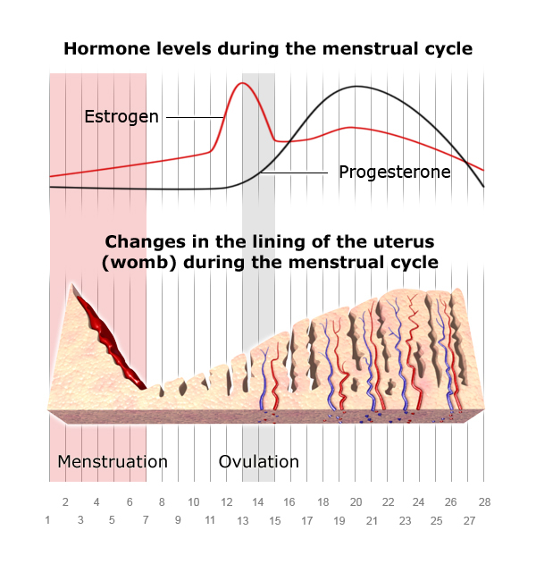 Illustration: Effect of hormones on the lining of the womb (uterus) during a menstrual cycle