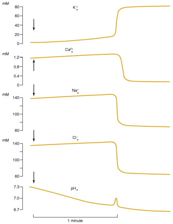 Figure 34-1. Changes in extracellular ion concentrations following ischemia.