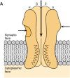 Figure 11-7. A: Longitudinal view of the muscle nicotinic acetylcholine receptor with the γ subunit removed.