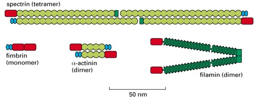 Figure 16-68. The modular structures of four actin-binding proteins.