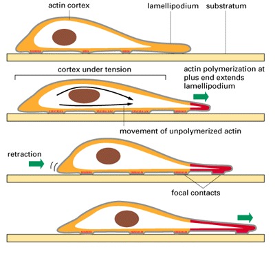 Figure 16-80. One model of how forces generated in the actin-rich cortex might move a cell forward.