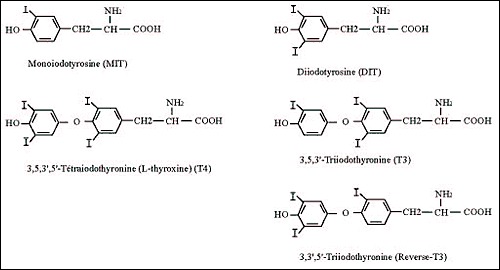 Fig. 2-1. Structural formula of thyroid hormones and precursor compounds.