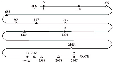 Fig. 2-11. Diagram of the human Tg polypeptide chain; residue numbers refer to the human cDNA sequence; (a) sites forming T4 (sites A,B,D) (solid circles) and/or T3 (site C) (solid square); (b) early iodinated sites (solid triangles); (c) other iodinated sites (open triangles).