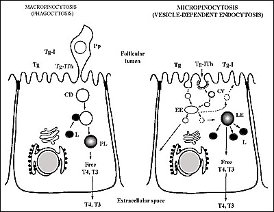 Fig. 2-14. Schematic representation of the two modes of internalization of Tg; Micropinocytosis (on the right) and Macropinocytosis or phagocytosis (on the left).