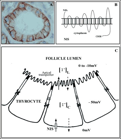 Image tyd-hrmn-secretion_2-4.jpg