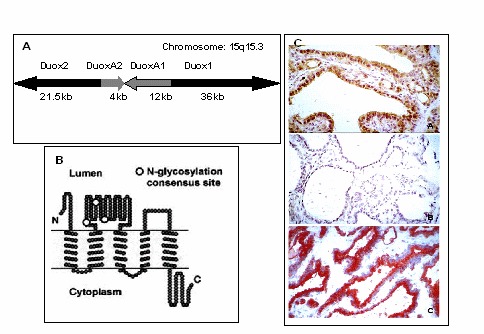 Image tyd-hrmn-secretion_2-6.jpg