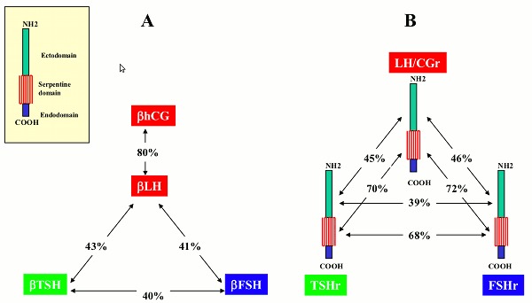 Fig. 1-11. Both the the beta subunits of the glycoprotein hormones and the glycoprotein hormone receptors are encoded by paralogous genes.