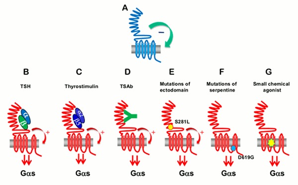 Fig. 1-14. Model for activation of the thyrotropin (TSH) receptor by various agonists.