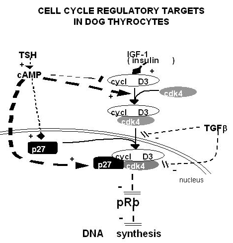 Fig. 1-17b. Targets of cell cycle regulatory effects of TSH, insulin/IGF-1 and TGFβ, as demonstrated in the dog thyroid primary culture system.