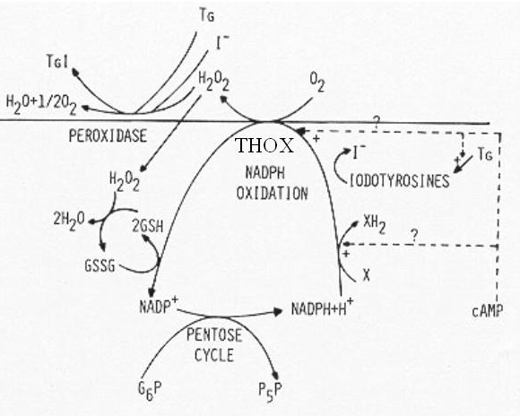 Image tyd-ontogeny-phsyio_figure7-n.jpg