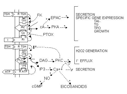 Fig .1.9. Regulatory cascades activated by thyroid-stimulating hormone (TSH) in human thyrocytes.