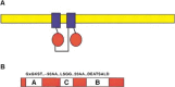 Figure 1. Diagram of a typical ABC transporter protein.