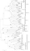 Figure 3. Phylogenetic tree of the human ABC genes.