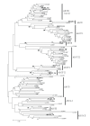 Figure 4. Phylogenetic tree of the human and Drosophila G subfamily ABC genes.