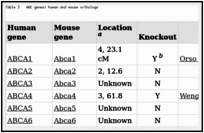 Table 3. ABC genes: human and mouse orthologs.