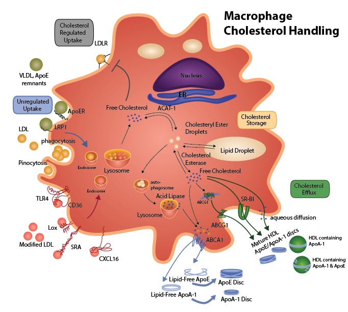 Figure 2. . Macrophage Cholesterol Metabolism.
