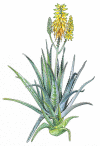 Fig. 1.1. Aloe vera (L.
