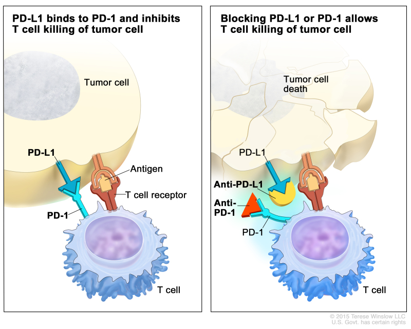 Childhood Vascular Tumors Treatment Pdq® Pdq Cancer Information