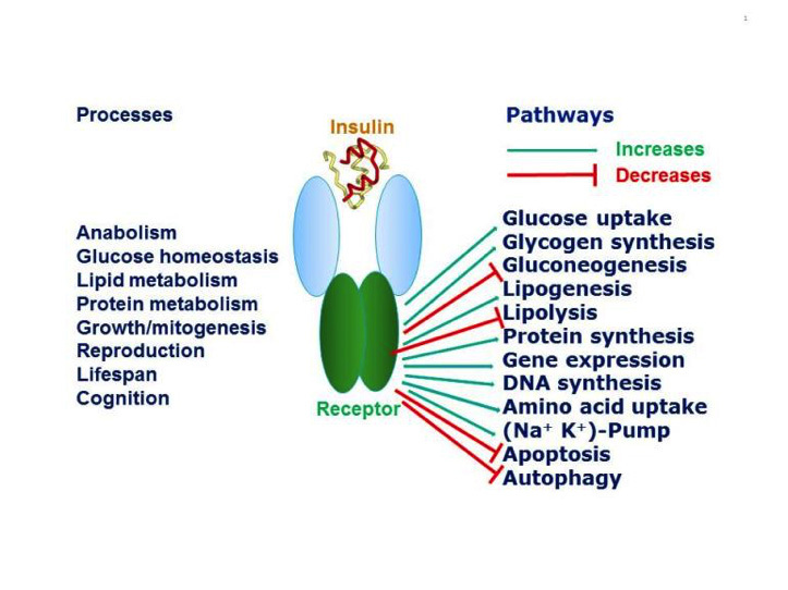 The ERK Signal Transduction Pathway: R&D Systems