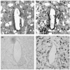 FIGURE 6.4. In situ hybridization for mRNA expression of cytokine TNF-α at the electrode –tissue interface.