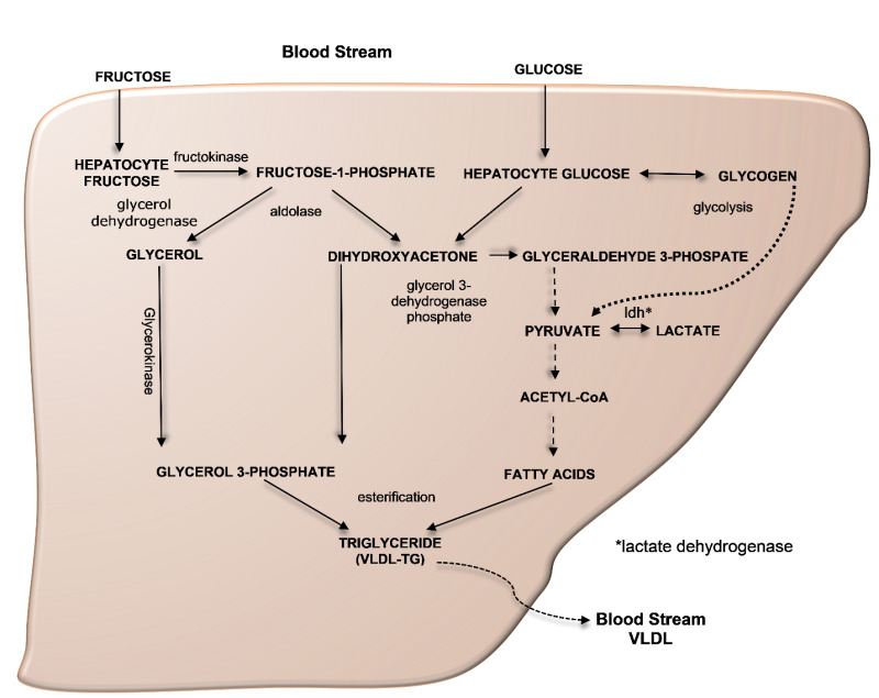 Secondary Hypertriglyceridemia - Endotext - NCBI Bookshelf