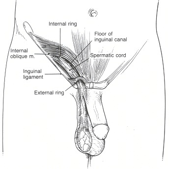 Figure 80.13. Normal inguinal anatomy.