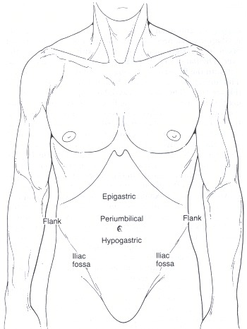 Figure 80.2. The abdominal areas.