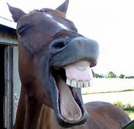 Image result for laughing horse