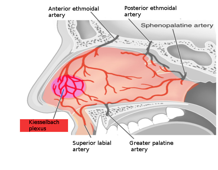 Figure, Nose bleed vessels. Image courtesy S Bhimji MD] - StatPearls - NCBI  Bookshelf