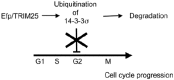 Figure 2. Model for tumor growth controlled by Efp.