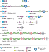 FIGURE 16.3.. Modular organization of the link module superfamily of hyaluronan-binding proteins.
