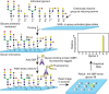 FIGURE 29.6.. Preparation of covalent glycan microarrays printed on N-hydroxysuccinimide (NHS)- or epoxide-activated glass slides.