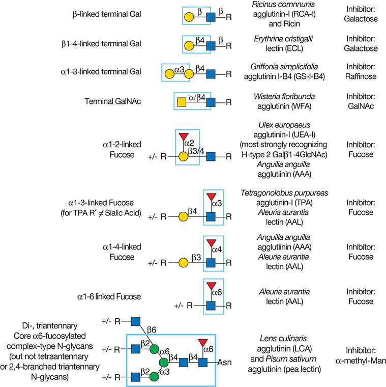 FIGURE 48.3.. Examples of types of glycan determinants bound with high affinity by different plant and animal lectins.