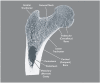 Figure 2-1. Frontal Longitudinal Midsection of Upper Femur.