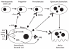 Figure 2-6. How Osteoclasts Are Formed.