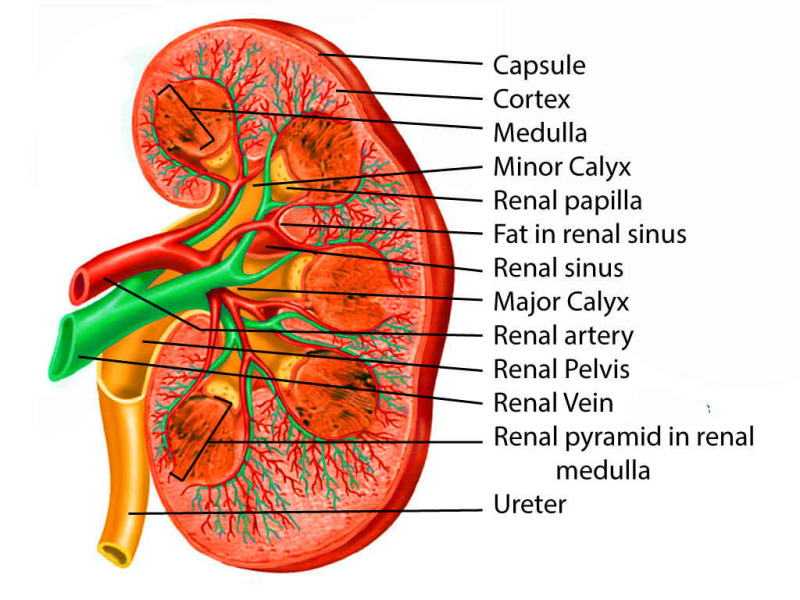 Anatomy, Abdomen and Pelvis, Kidney Nerves - StatPearls - NCBI Bookshelf