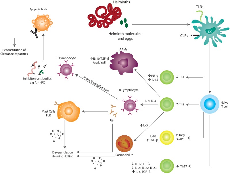 Infection and autoimmune diseases - Autoimmunity - NCBI Bookshelf
