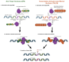 Figure 1: . Overview of genome editing by zinc finger nucleases (ZFNs) and Transcription Activator-Like Effector Nucleases (TALENs).