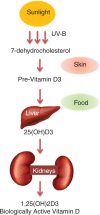 Figure 1. Biosynthetic pathway of vitamin D in humans.