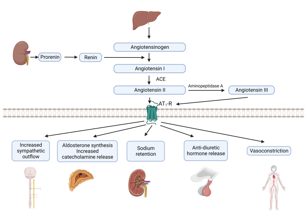 Renin-angiotensin system: Classical view